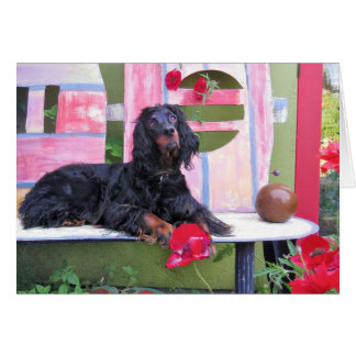 Gordon Setter Shania Cards