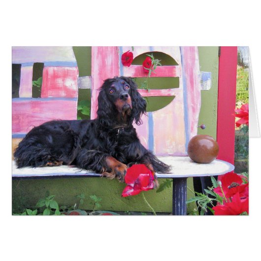 Gordon Setter Shania Cards (Front Horizontal)