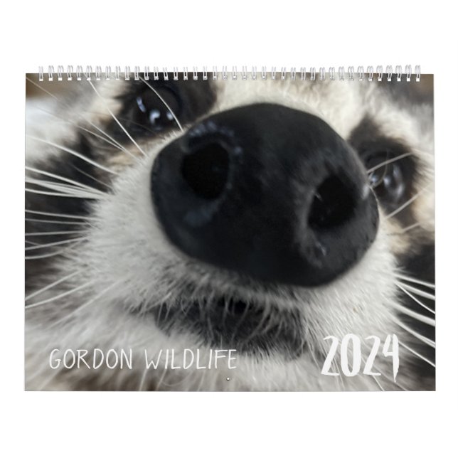 Gordon Wildlife Raccoon Calendar 2024 (Cover)