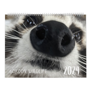 Gordon Wildlife Raccoon Calendar 2024