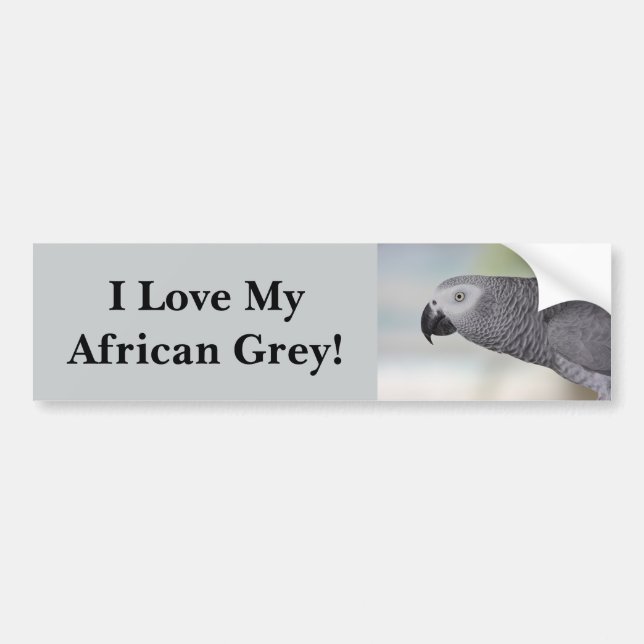 Gorgeous African Grey Parrot Bumper Sticker (Front)
