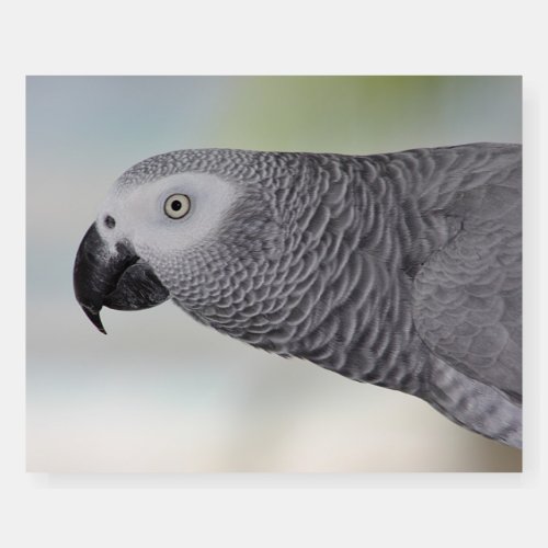 Gorgeous African Grey Parrot Foam Board
