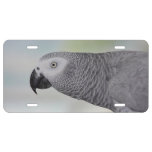 Gorgeous African Grey Parrot License Plate at Zazzle