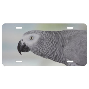 Gorgeous African Grey Parrot License Plate