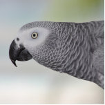 Gorgeous African Grey Parrot Statuette<br><div class="desc">Elongated neck and a beautiful face on this Congo African Grey Parrot against a muted pastel background.</div>