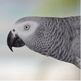Gorgeous African Grey Parrot Statuette