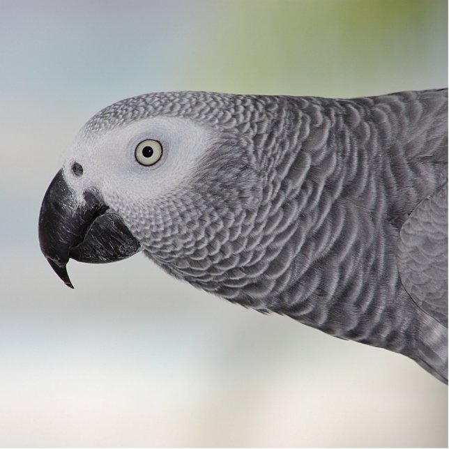 Gorgeous African Grey Parrot Statuette (Front)