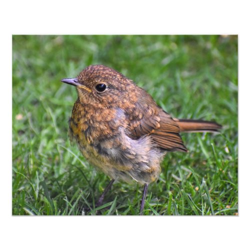 Gorgeous Baby Robin  Photo Print