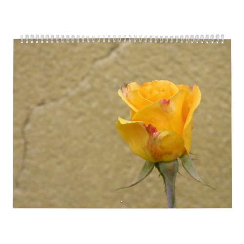 Gorgeous Beautiful Roses Calendar 2024