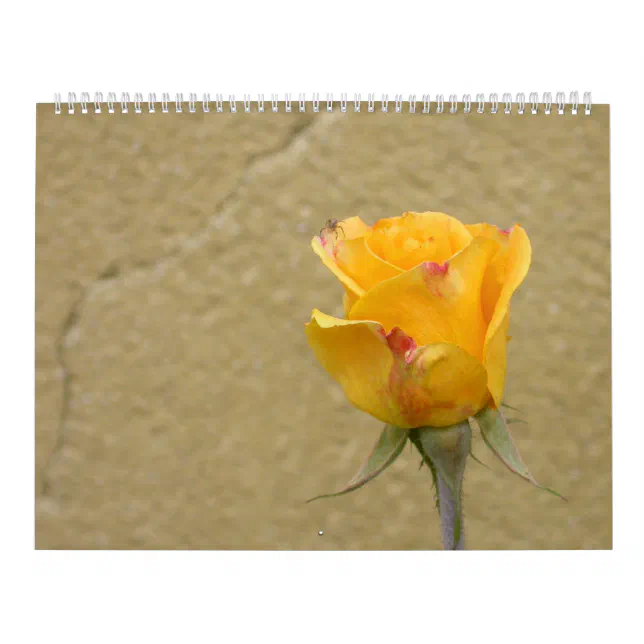 Beautiful Roses Calendar 2024 Zazzle