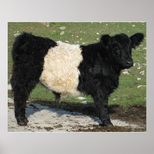 Gorgeous Belted Galloway Steer Cutout Beltie Farm Poster