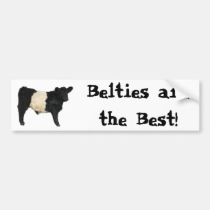 Gorgeous Belted Galloway Steer Cutout Bumper Sticker