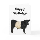 Gorgeous Belted Galloway Steer Cutout