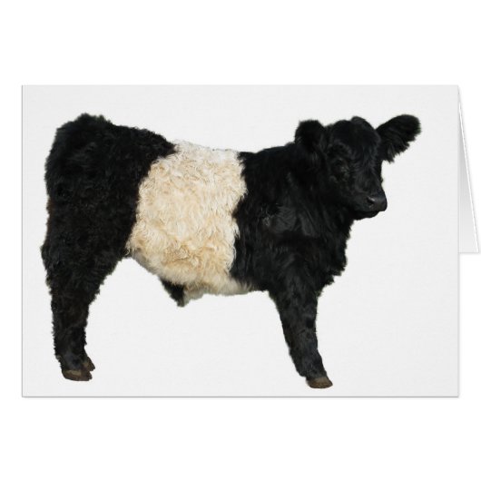 Gorgeous Belted Galloway Steer Cutout Cards (Front Horizontal)