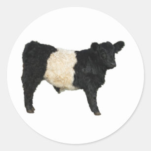 Gorgeous Belted Galloway Steer Cutout Classic Round Sticker
