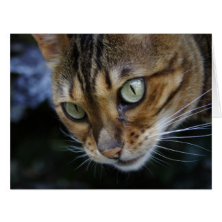 Gorgeous Bengal Cat