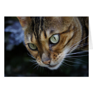 Gorgeous Bengal Cat