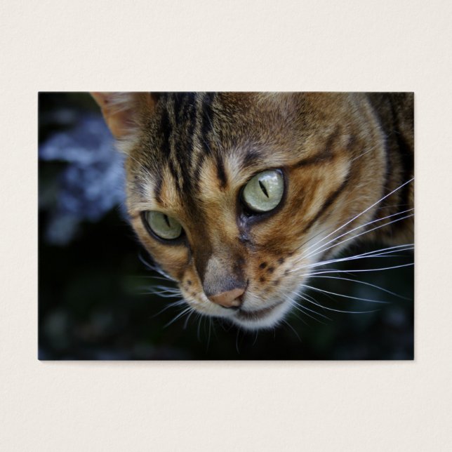 Gorgeous Bengal Cat (Front)