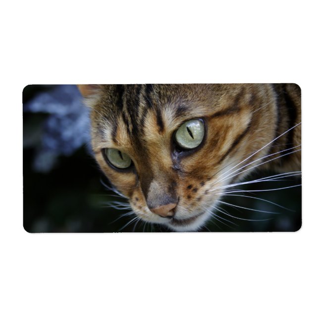 Gorgeous Bengal Cat Label (Front)