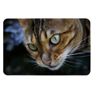 Gorgeous Bengal Cat Magnet