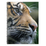 Gorgeous Bengal Tiger Face Notebook