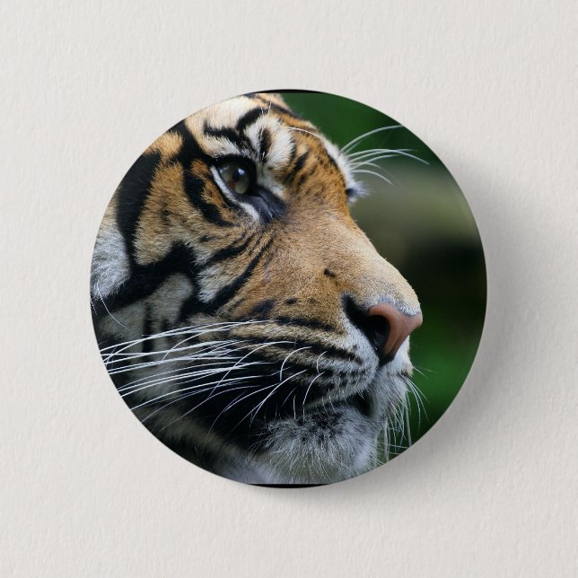 Gorgeous Bengal Tiger Face Pinback Button (Front)