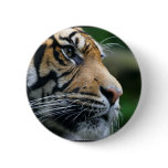 Gorgeous Bengal Tiger Face Pinback Button
