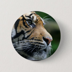 Gorgeous Bengal Tiger Face Pinback Button