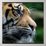 Gorgeous Bengal Tiger Face Poster