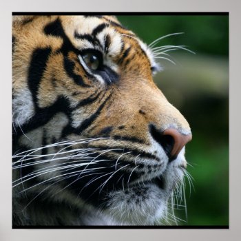 Gorgeous Bengal Tiger Face Poster by WildlifeAnimals at Zazzle