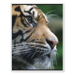 Gorgeous Bengal Tiger Face Temporary Tattoos