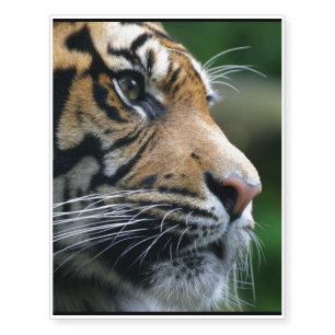 Gorgeous Bengal Tiger Face Temporary Tattoos