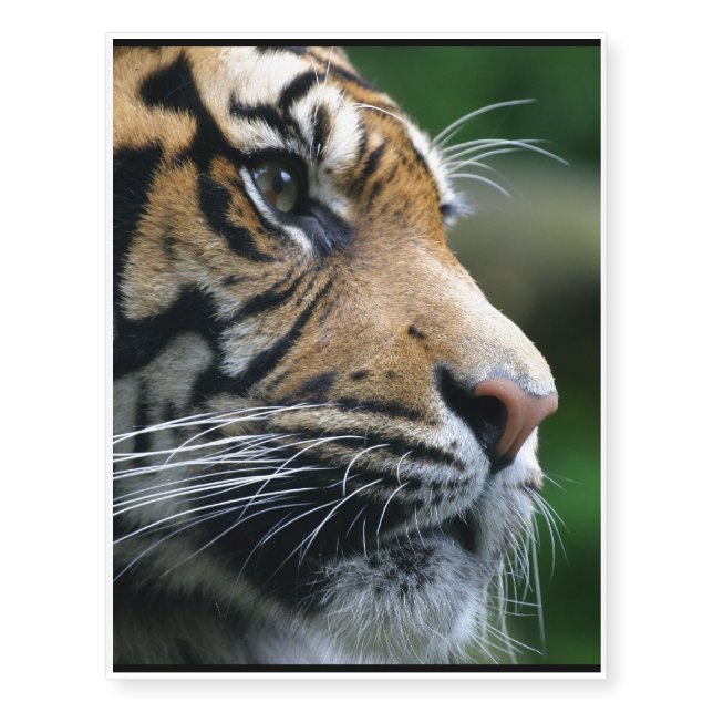 Gorgeous Bengal Tiger Face Temporary Tattoos (Front)