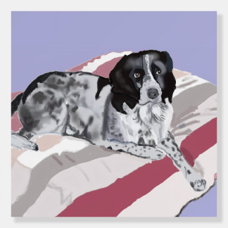Gorgeous Black and White Springer Spaniel Foam Board