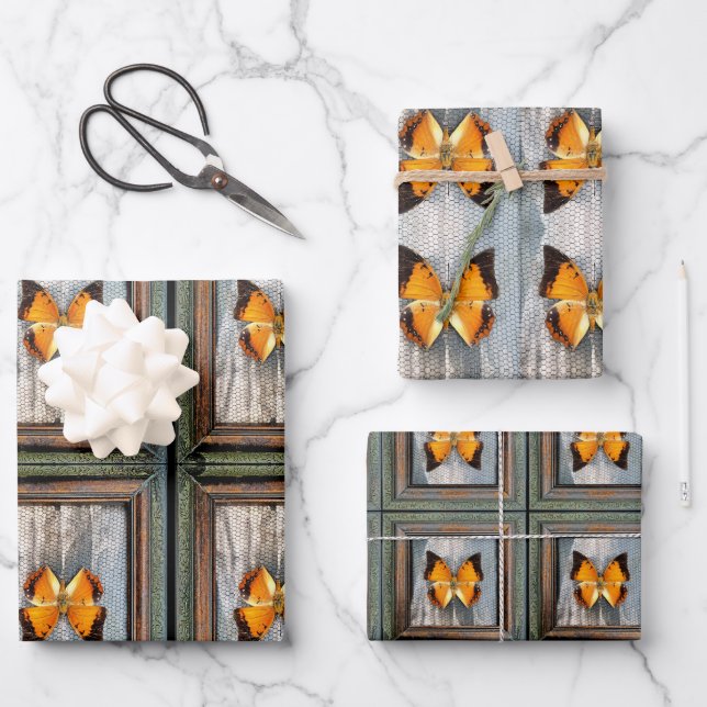 Gorgeous Black-Bordered Charaxes Butterfly V2 Wrapping Paper Sheets (Front)