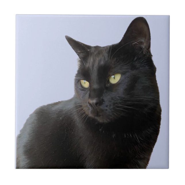 Gorgeous Black Cat Ceramic Tile (Front)