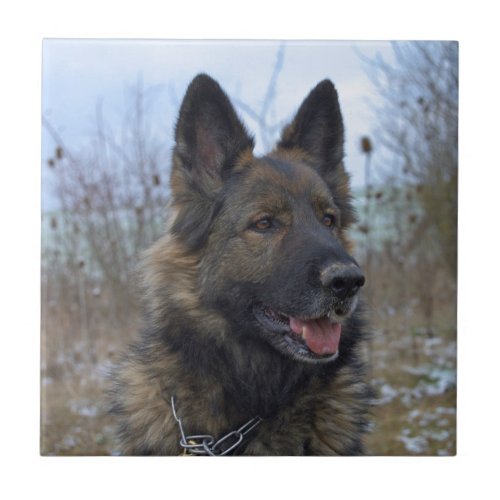 Gorgeous Black_saddled German Shepherd Ceramic Tile