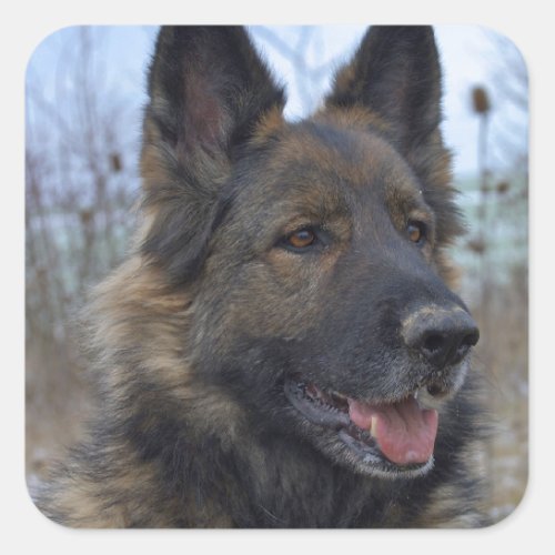 Gorgeous Black_saddled German Shepherd Square Sticker