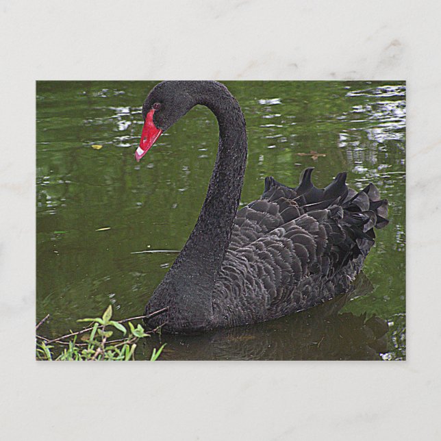 Gorgeous Black Swan on Water Postcard (Front)