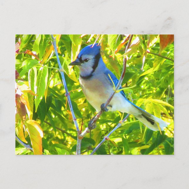Gorgeous Blue Jay in Maple Quebec Canada Postcard (Front)