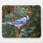 Gorgeous Blue Jay Mouse Pad<br><div class="desc">Blue Jays are gorgeous birds with their beautiful blue and white feathers.  Share your love for this wonderful bird with this photograph of a Blue Jay on a branch.  Great gift for a bird lover.</div>
