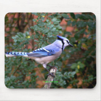 Gorgeous Blue Jay Mouse Pad