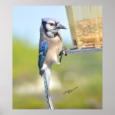 BLUE JAY FLYING ready to Hang Dye sublimation print