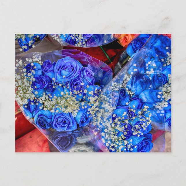 Gorgeous Blue Roses Photo Postcard (Front)