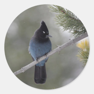 Gorgeous Blue Steller's Jay Classic Round Sticker