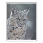 Gorgeous Bobcat Temporary Tattoos