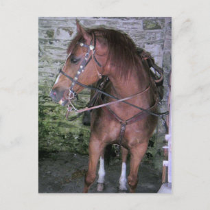 Gorgeous Brown Horse Postcard