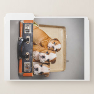 Gorgeous Bulldog Puppies   Dog Lover File Folder