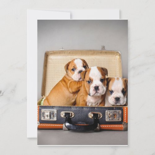 Gorgeous Bulldog Puppies  Dog Lover Holiday Card
