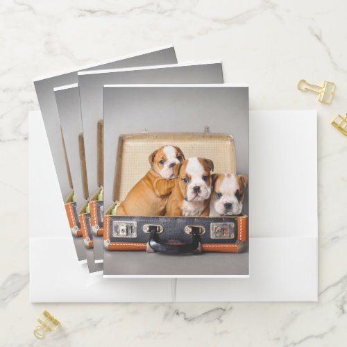Gorgeous Bulldog Puppies  Dog Lover Pocket Folder